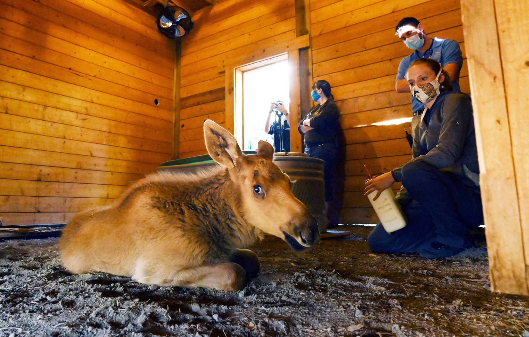 071620-news-moose 01.JPG